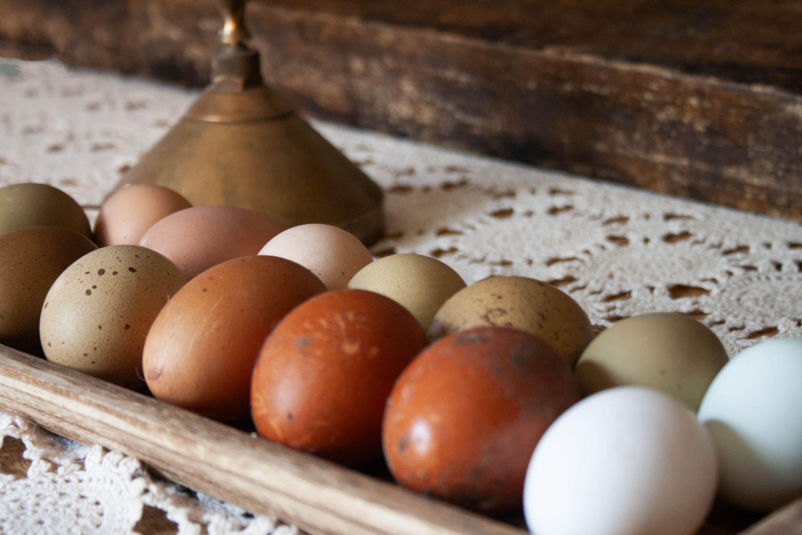 Urban Homesteading for Beginners: How to Build a More Self-Sufficient Life Anywhere