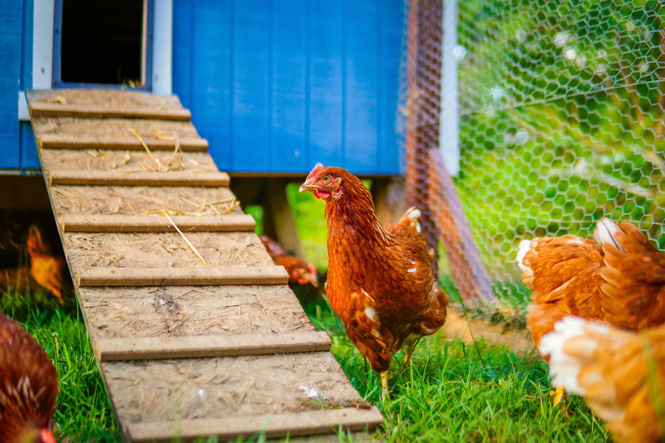 Backyard Chickens for Beginners: What to Know Before Starting Your Flock